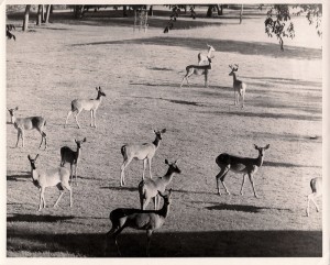 Deer from the River