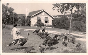 Turkeys in the 30's at Casa Del Rio